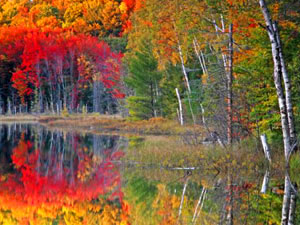 Hiawatha National Forest