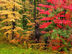 Hiawatha National Forest