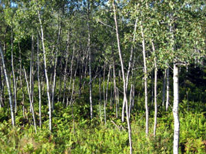 Manistee National Forest