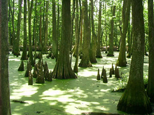 Natchez Trace Trail - cypress swamp