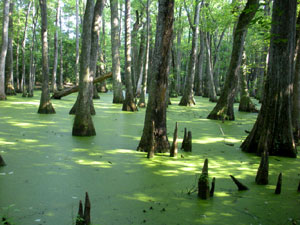 Natchez Trace Trail - cypress swamp