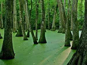 Natchez Trace Trail - cypress swamp