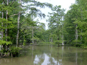 Cypress Swamp