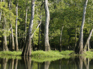 Cypress Swamp