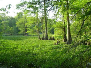 Leroy Percy State Park