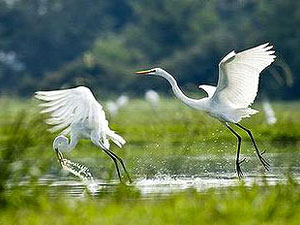 Yazoo Wildlife Refuge