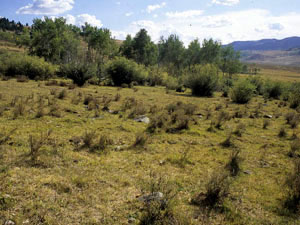 Beaverhead National Forest - Antelope Basin