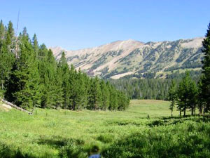 Custer National Forest