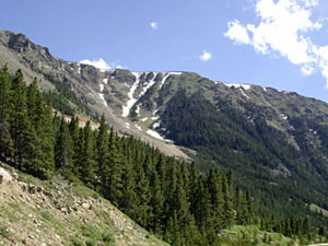 Custer National Forest