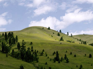 Custer National Forest