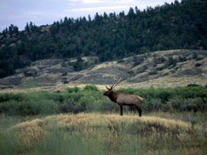 Deerlodge National Forest - elk