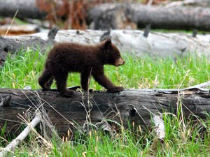 Flathead National Forest - bear cub 