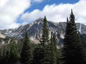 Gallatin National Forest - elk