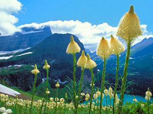 Glacier National Park - beargrass in bloom