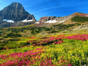 Glacier National Park - Logan Pass