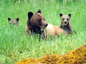 Flathead National Forest - grizzly bears