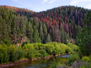 Helena National Forest