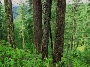 Kootenai National Forest