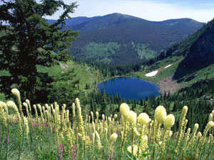 Glacier National Park - beargrass