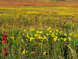 Homestead National Historical Monument - wildflowers