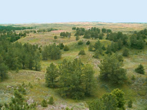 Nebraska National Forest