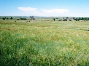 Ogala National Grassland