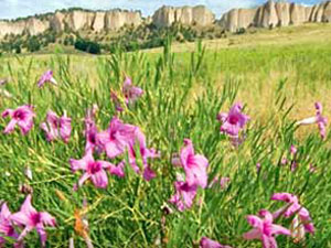 Panhandle region wildflowers