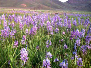 Prairie wildflowers