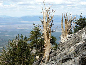 Great Basin National Park - bristlecone pine