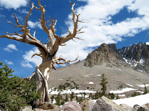 Great Basin National Park - bristlecone pine