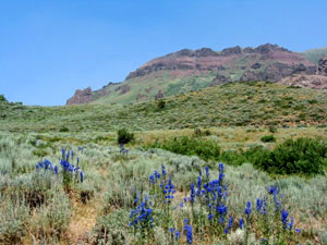 Humboldt-Toiyabe National Forest