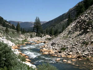 Humboldt-Toiyabe National Forest