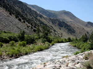 Humboldt-Toiyabe National Forest