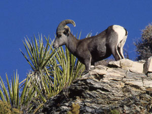 Humboldt-Toiyabe National Forest - bighorn sheep