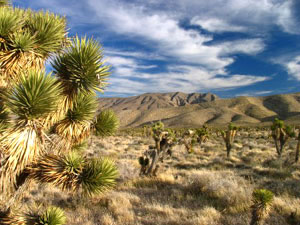 Nevada desert - joshua trees