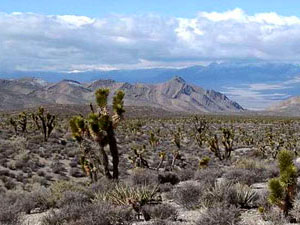 Nevada desert - joshua trees