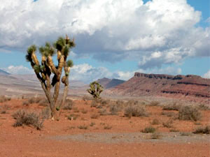 Nevada desert - joshua trees
