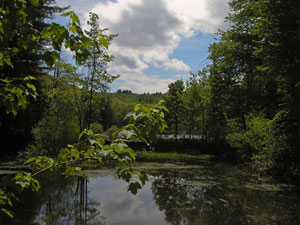 Madame Sherri Forest State Park