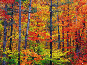 New Hampshire - autumn foliage