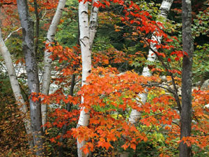 White Mountain National Forest