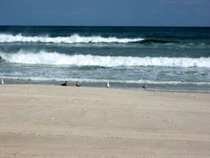 Island Beach State Park