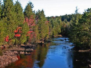 Pine Barrens State Park