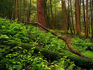 Stokes State Forest