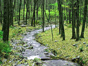 Stokes State Forest