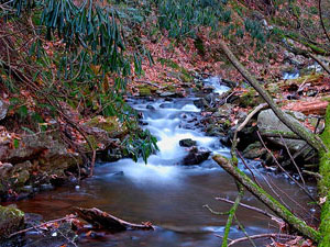 Stokes State Forest