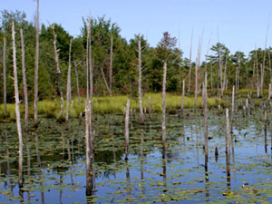New Jersey Wetlands Preserve