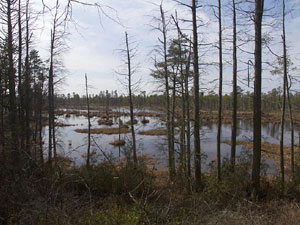 Wharton State Forest