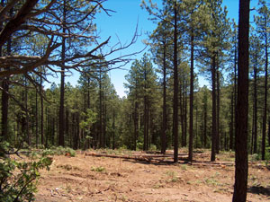 Zuni Mountains