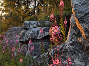 Adirondacks Mountains - flowers