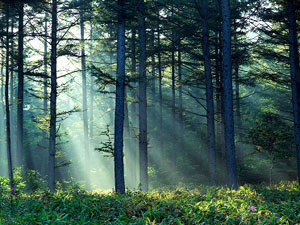 Finger Lakes National Forest